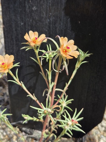 shrubby purslane
