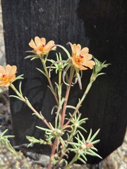 Portulaca suffrutescens, photograph (c) Jo Roberts, some rights reserved (CC BY)