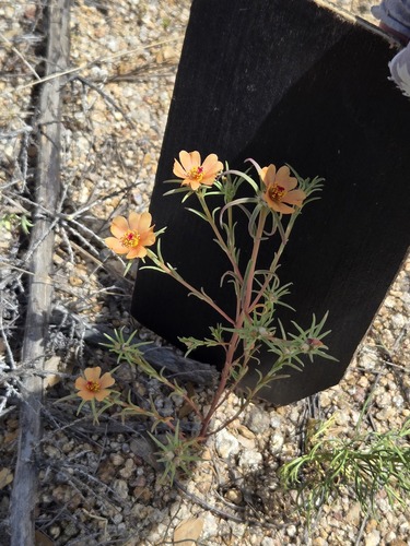 Portulaca suffrutescens, photograph 2