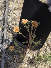 Portulaca suffrutescens, photograph (c) Jo Roberts, some rights reserved (CC BY)