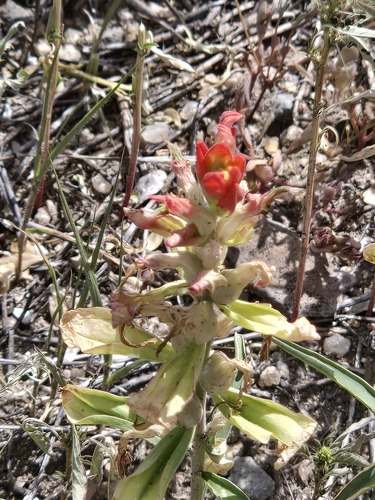 Castilleja integra, photograph 4