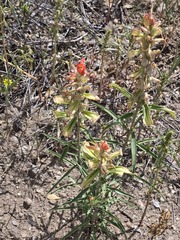 Castilleja integra, photograph (c) Jo Roberts, some rights reserved (CC BY)