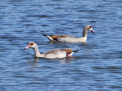 iNaturalist image