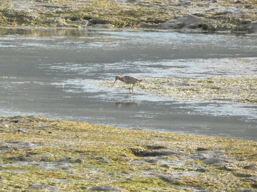 iNaturalist image