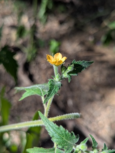 Mentzelia aspera, photograph 2