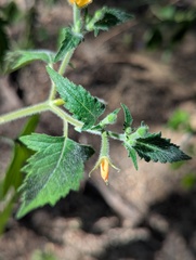 Mentzelia aspera