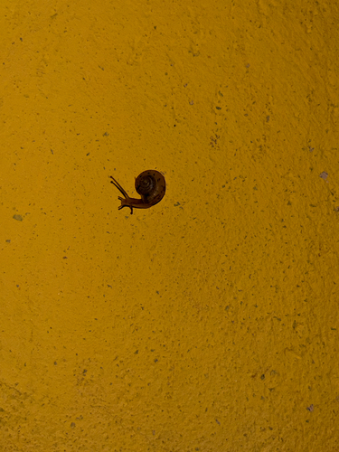 Asian Tramp Snail