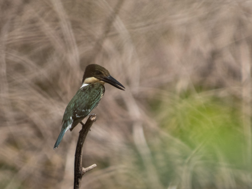 Green Kingfisher