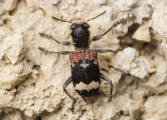 Clerus mutillarius