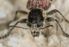 Clerus mutillarius