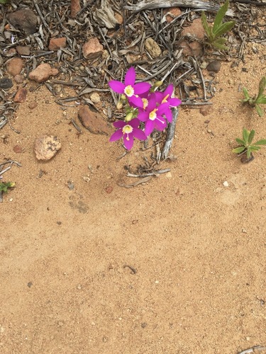 Zeltnera venusta observed 2026-09-09
