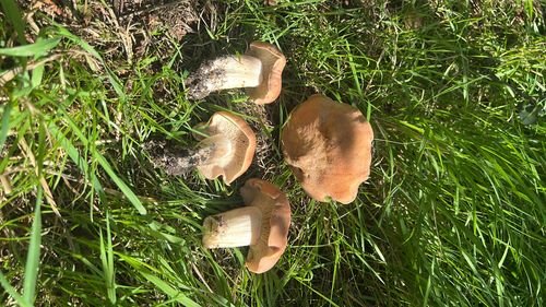 tan pinkgill