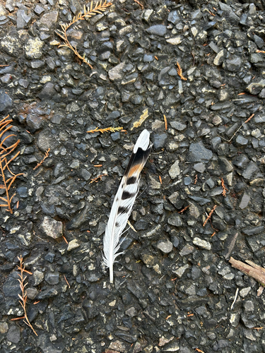 Plume de Gravelot kildir