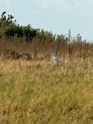 iNaturalist image