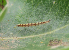 Swammerdamia pyrella