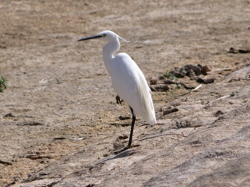 iNaturalist image