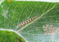 Swammerdamia pyrella