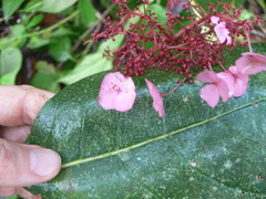 Hydrangea peruviana