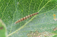Swammerdamia pyrella