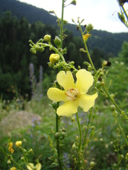 Verbascum gracilescens