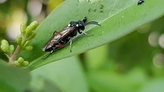 Macrophya punctumalbum