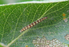 Swammerdamia pyrella