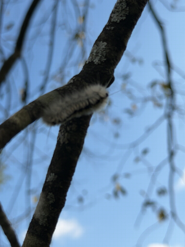 Hickory Tussock Moth