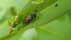 Macrophya punctumalbum
