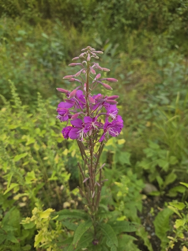 fireweed