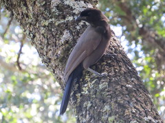 Cyanocorax cyanomelas