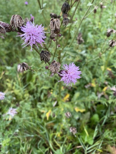 creeping thistle