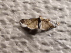 Eupithecia breviculata