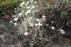 Cerastium biebersteinii