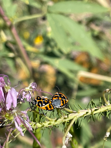 Harlequin Bug
