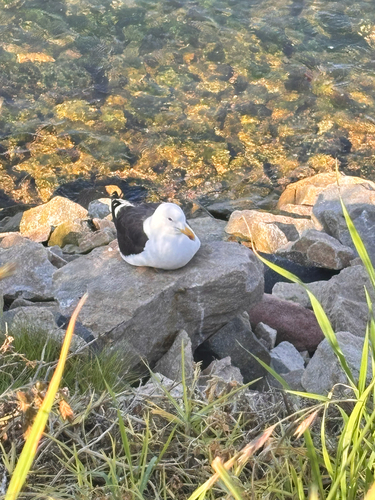 iNaturalist image