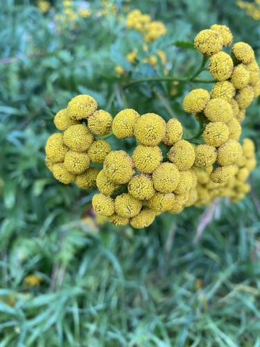 tansy