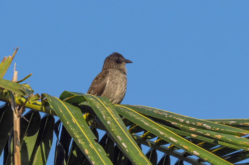 Aplonis tabuensis observed 2026-09-10
