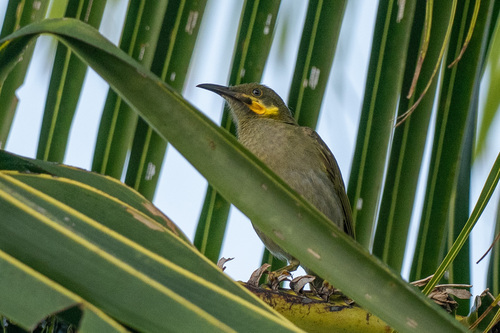 Foulehaio carunculatus observed 2026-09-10