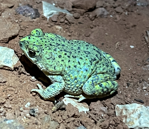 Chihuahuan Green Toad