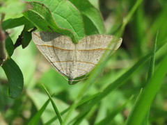 Scotopteryx
