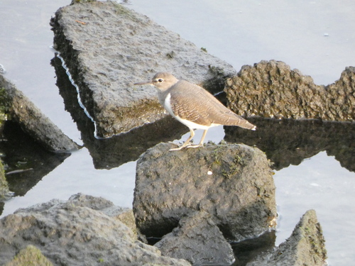 iNaturalist image