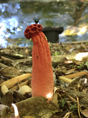 Lysurus periphragmoides