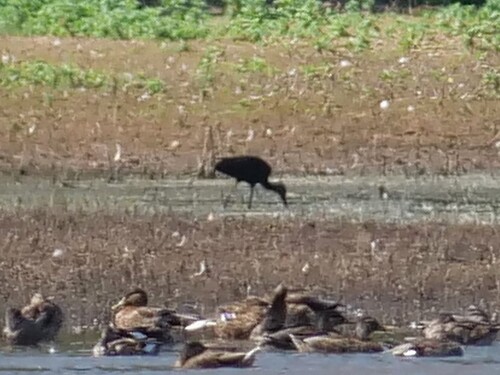 iNaturalist image