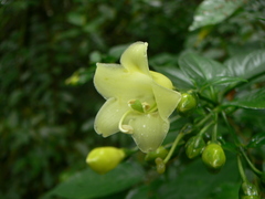 Macrocarpaea sodiroana