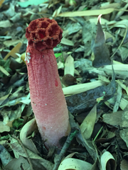 Lysurus periphragmoides