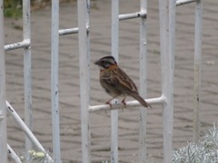 Zonotrichia capensis