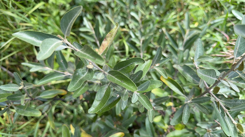 silver buffaloberry