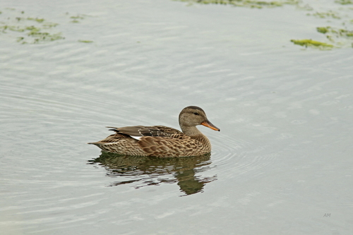 Gadwall