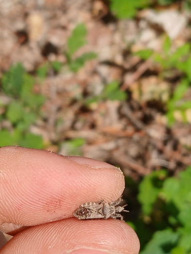 Coranus griseus