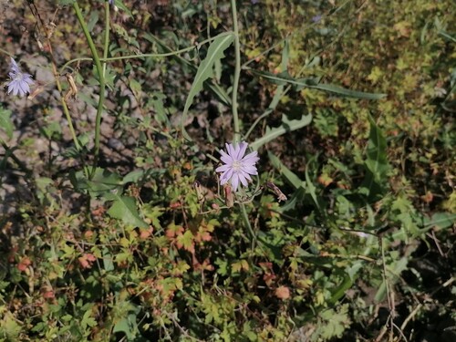 Наблюдение на iNaturalist